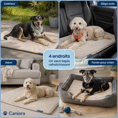 PawChill™ – Ne laissez pas la chaleur voler le confort de votre chien