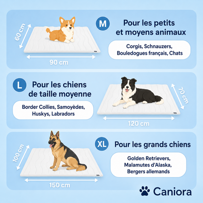 PawChill™ – Ne laissez pas la chaleur voler le confort de votre chien