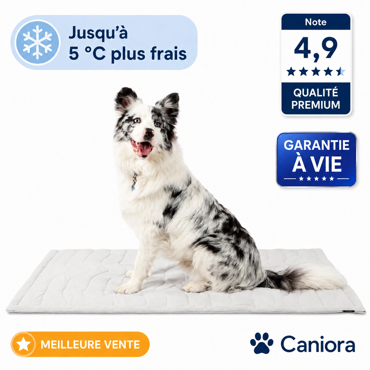 PawChill™ – Ne laissez pas la chaleur voler le confort de votre chien