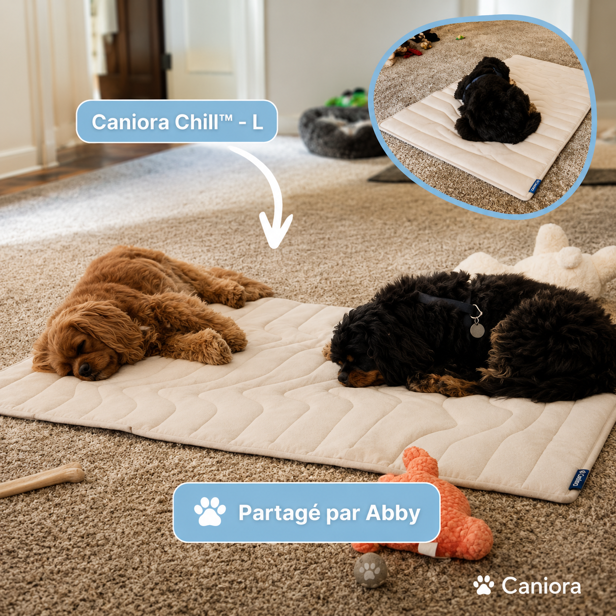 PawChill™ – Ne laissez pas la chaleur voler le confort de votre chien