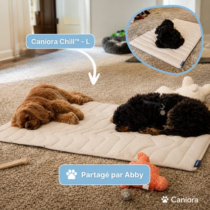 PawChill™ – Ne laissez pas la chaleur voler le confort de votre chien