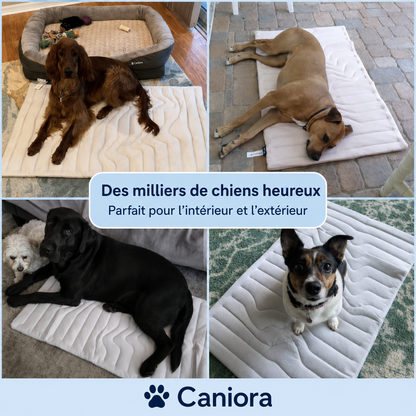 PawChill™ – Ne laissez pas la chaleur voler le confort de votre chien