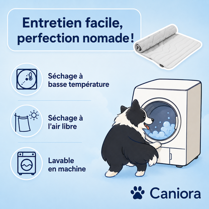 PawChill™ – Ne laissez pas la chaleur voler le confort de votre chien