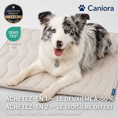 PawChill™ – Ne laissez pas la chaleur voler le confort de votre chien